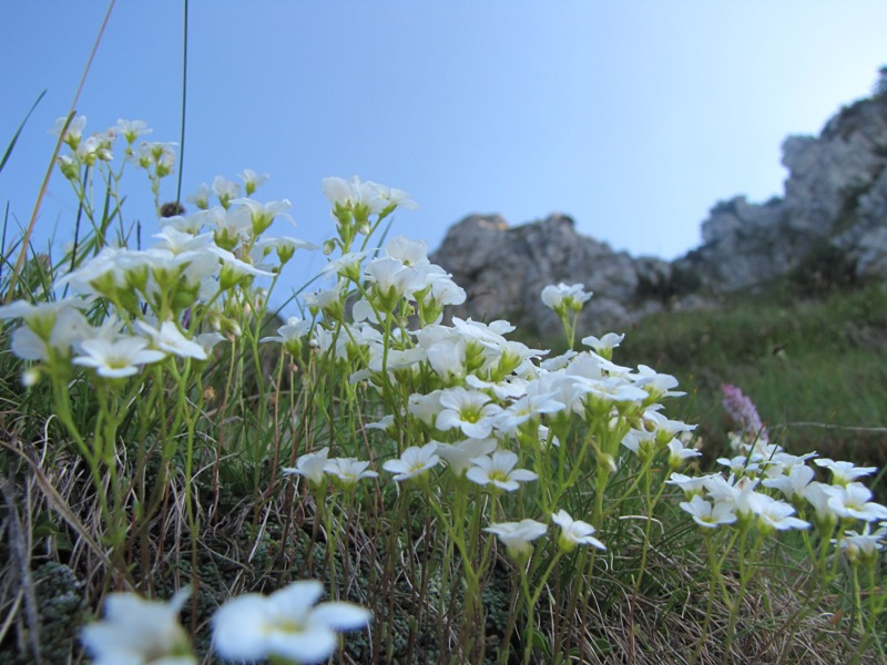 Saxifraga caesia o verdeazzurra